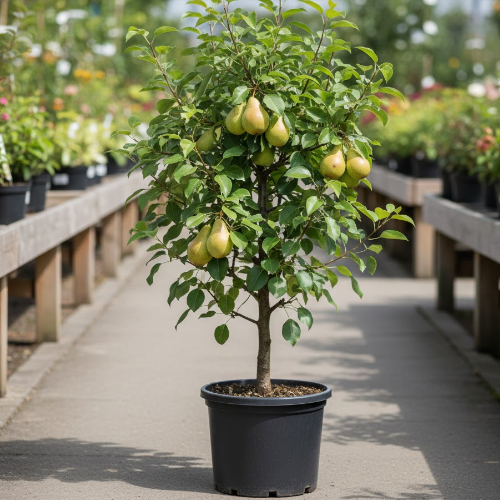 Груша Августовская роса купить