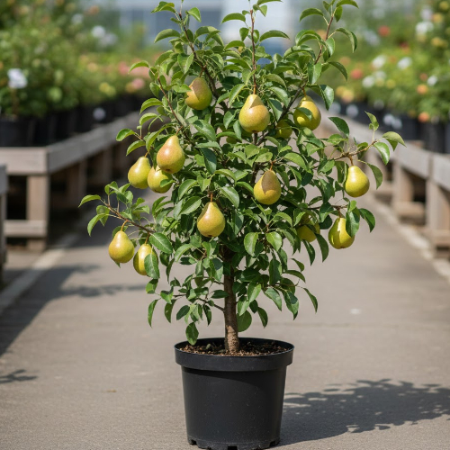 Груша Велеса купить