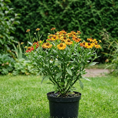 Гелениум гибридный Виндлей купить