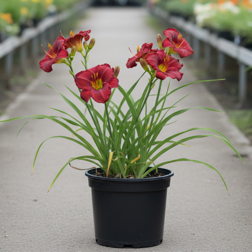 Лилейник гибридный Литтл Пол купить