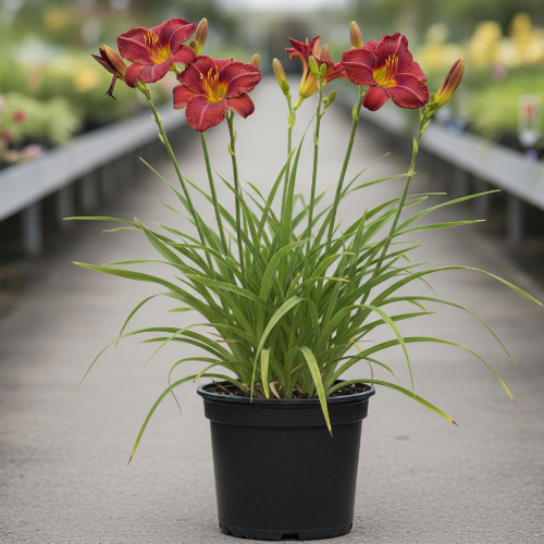 Лилейник гибридный Маргарет Перри купить