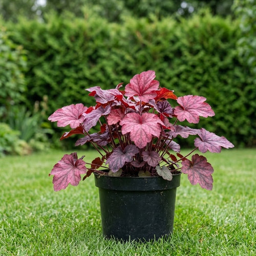 Гейхера гибридная Берри Смузи купить