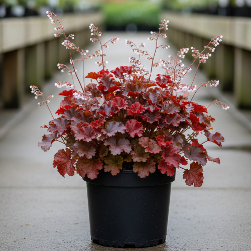 Гейхера гибридная Мелтинг Файр купить