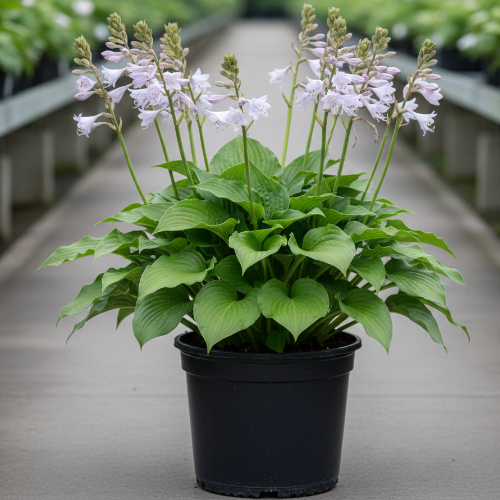 Хоста гибридная Инвинзибл купить