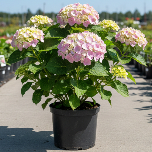 Гортензия крупнолистная Ю энд Ми Тугезе купить