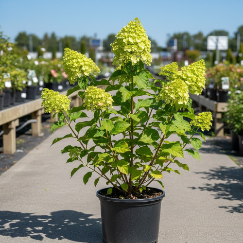 Гортензия метельчатая Грин Спаир купить