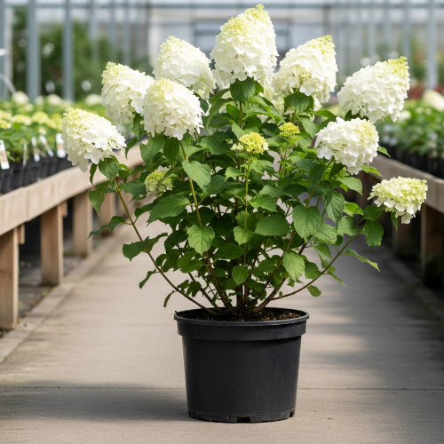 Гортензия метельчатая Вайт Лэди купить