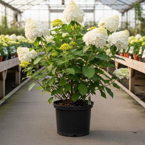 Гортензия метельчатая Вайтлайт купить