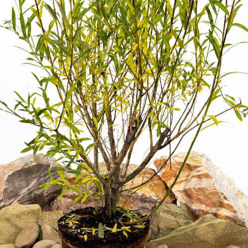 Ива Прямоствольная купить