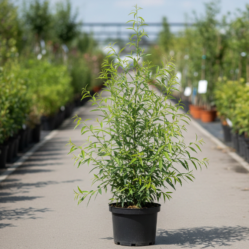 Ива Тобольская пирамидальная купить