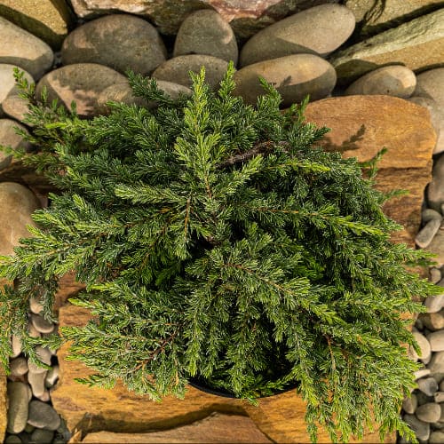 Можжевельник обыкновенный Гринмантл купить