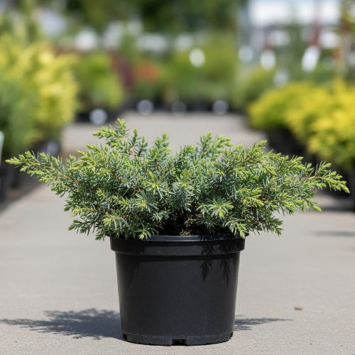 Можжевельник казацкий Тамарисцифолиа купить