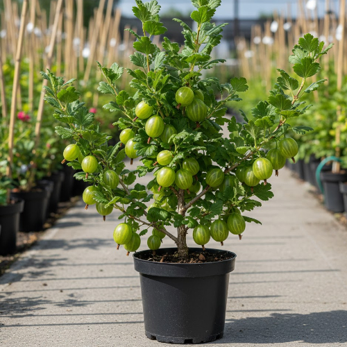 Крыжовник Изумруд купить