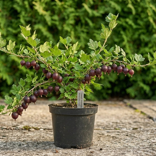 Крыжовник Консул купить