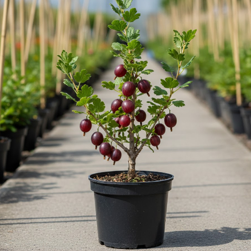 Крыжовник Краснославянский купить