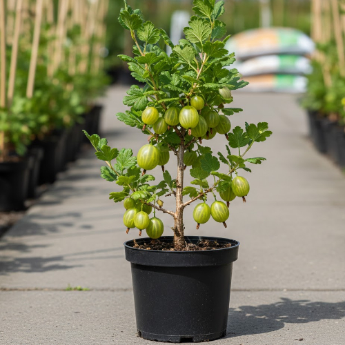 Крыжовник Платоновский купить