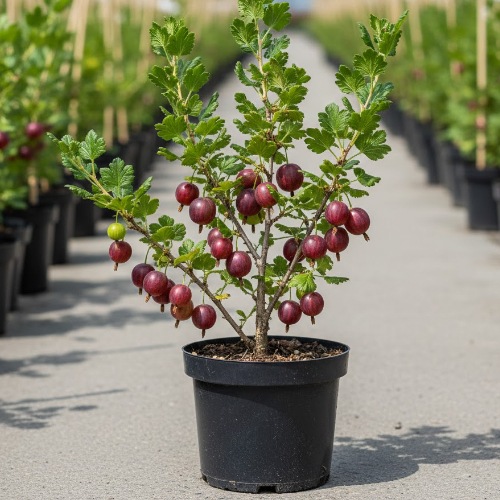 Крыжовник Садко купить