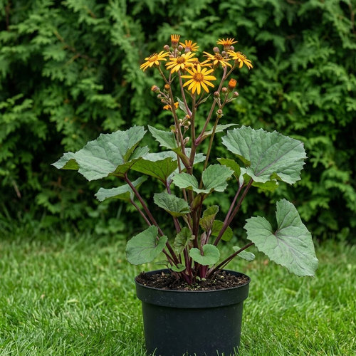 Бузульник зубчатый купить