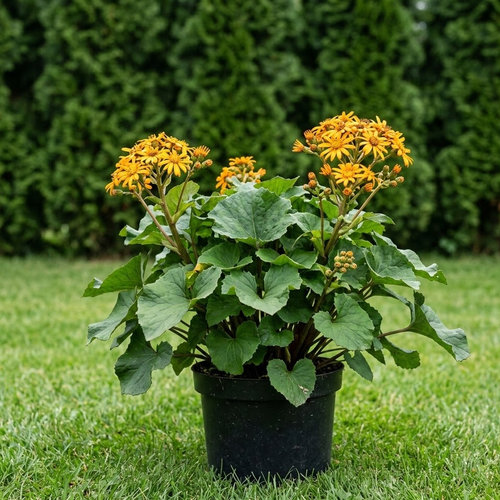 Бузульник хесси Грениног Голд купить