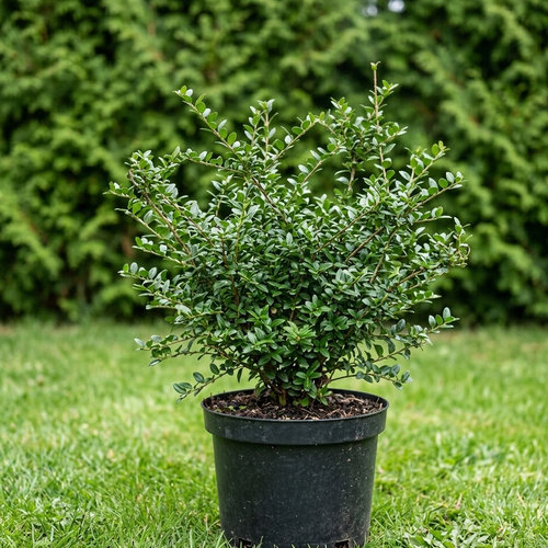 Жимолость блестящая  купить