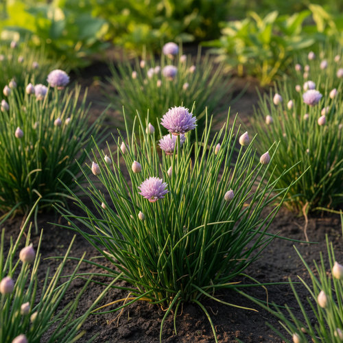 Лук шнитт Богемия купить