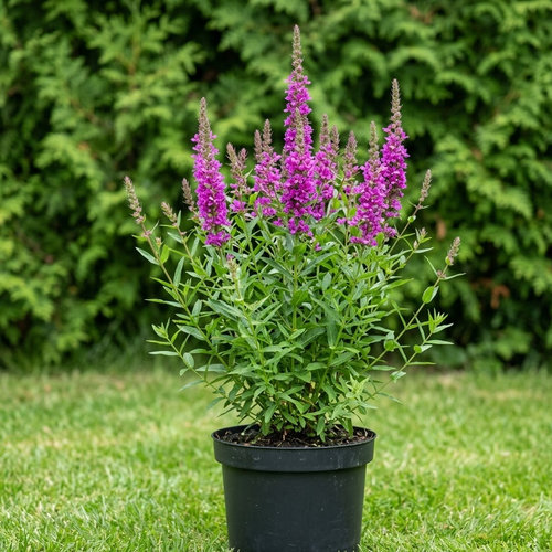 Дербенник прутовидный  купить