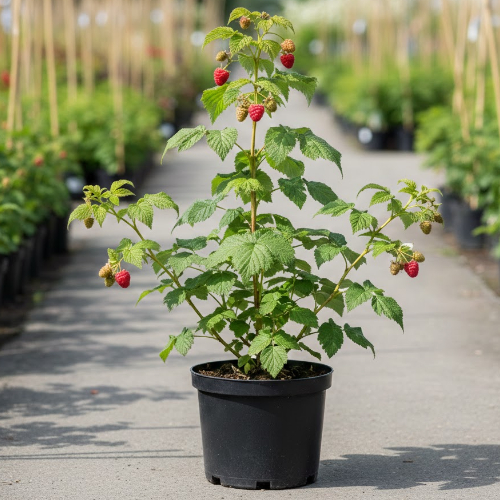 Малина Жар Птица купить