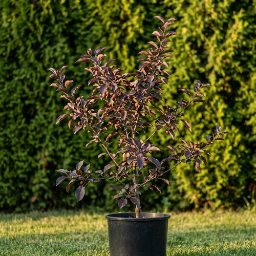 Яблоня декоративная Лизет купить