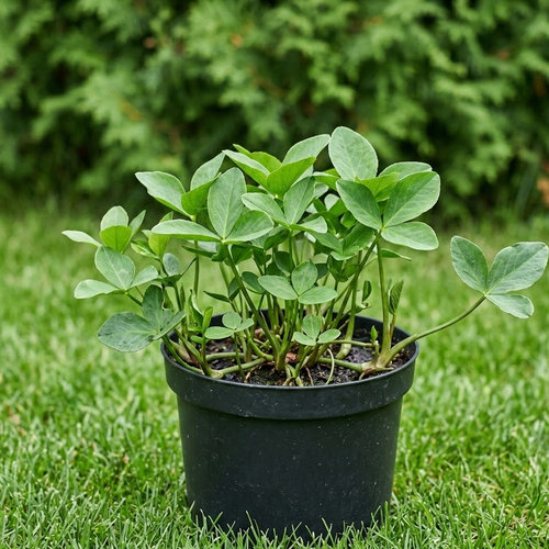 Вахта трехлистная купить