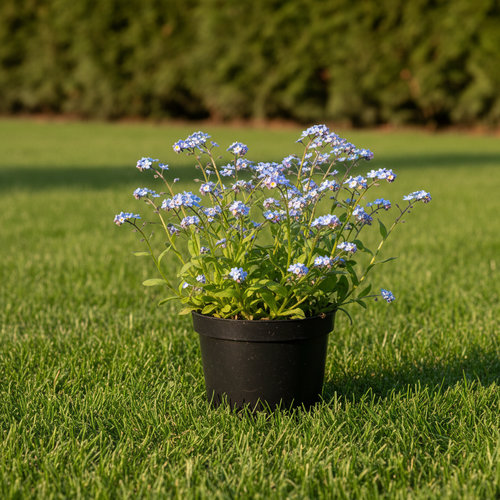 Незабудка болотная  купить