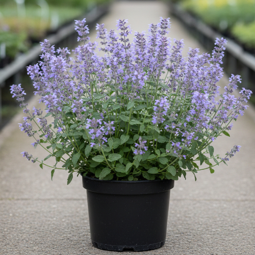 Котовник Фассена купить