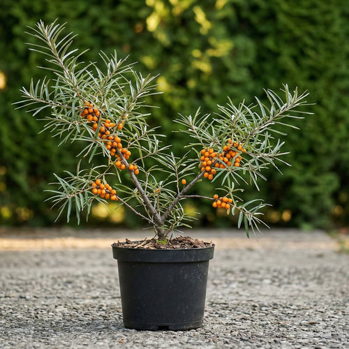 Облепиха Ажурная (женская) купить