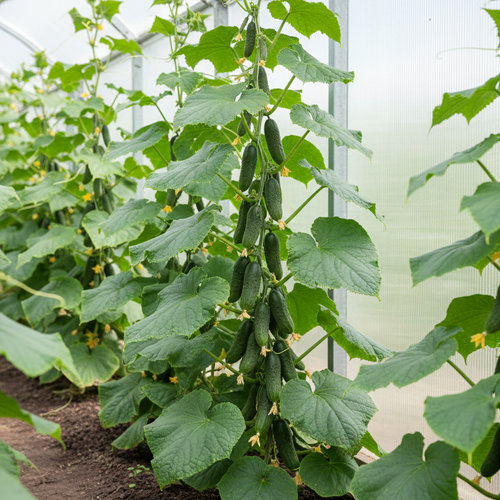 Огурец Маша купить