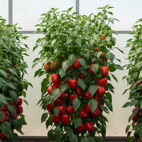 Перец красноплодный Красное чудо купить