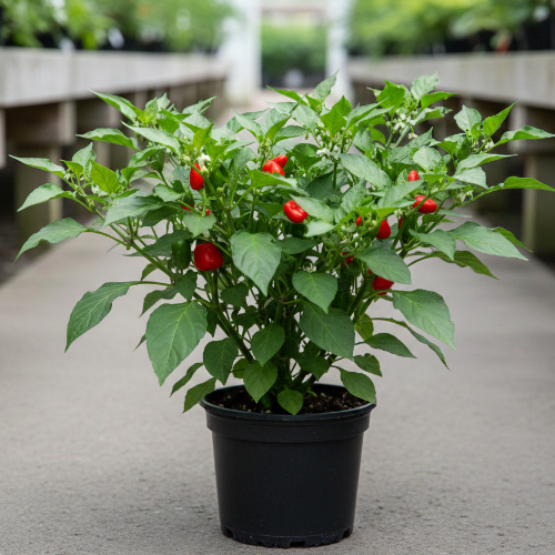 Перец острый Мексиканец купить