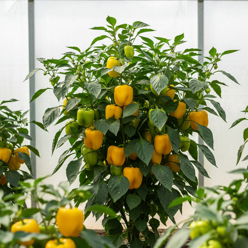 Перец Желтый в ассортименте купить