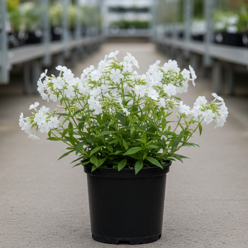 Флокс растопыренный Мэй Бриз купить