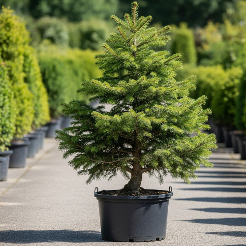 Ель канадская густая купить