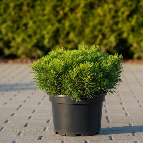 Сосна горная Бенджамин купить