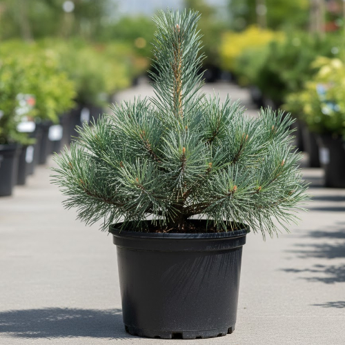 Сосна веймутовая Минута купить