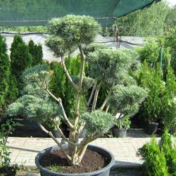 Сосна обыкновенная Ватерери (бонсай) купить