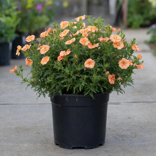 Лапчатка кустарниковая Дабл Панч Пастель купить