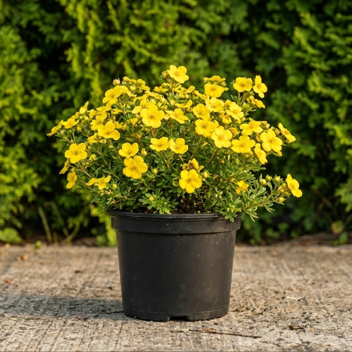 Лапчатка кустарниковая Кобольд купить