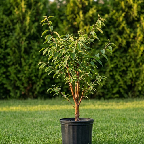 Черемуха Маака купить