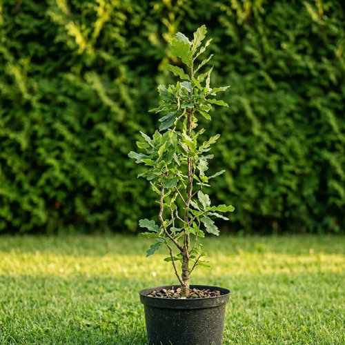 Дуб черешчатый Фастигиата купить