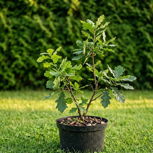 Дуб черешчатый купить