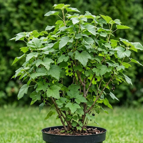 Смородина черная  купить