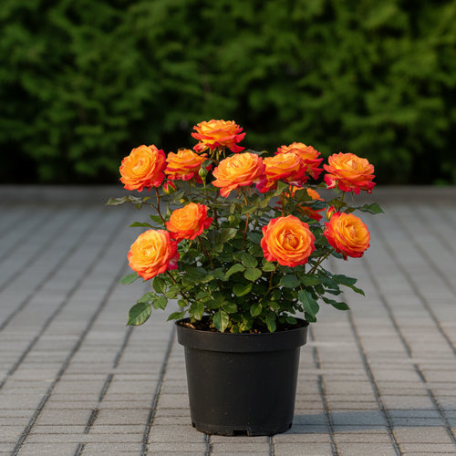 Роза Флорибунда Алотрия купить