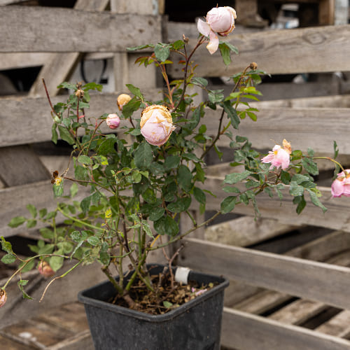 Роза английская душистая Алан Титчмарш купить