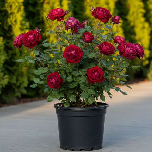 Роза английская душистая Вильям Шекспир 2000 купить